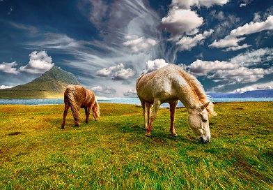 Chevaux excursion Protectours MSC en Islande