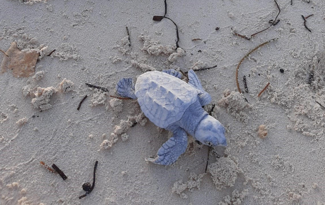 Des tortues caouannes ont vu le jour à Ocean Cay